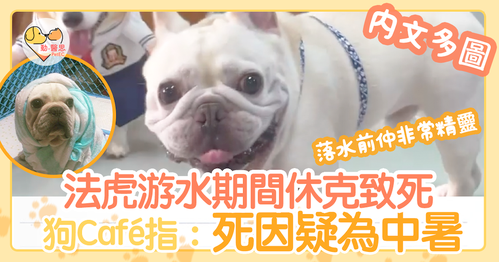 游水休克 法虎游水期間休克致死狗cafe指 死因疑為中暑